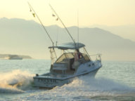 Shamrock 26 - Pesca en Riviera Nayarit