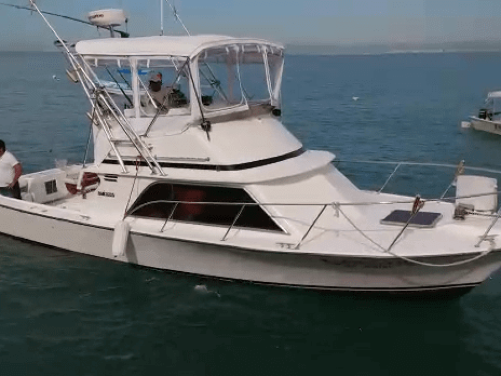 Custom 32 - Lanchas de Pesca en Puerto Vallarta