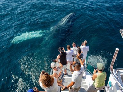 Catamaran-Whale-Watching-Puerto-Vallarta-1