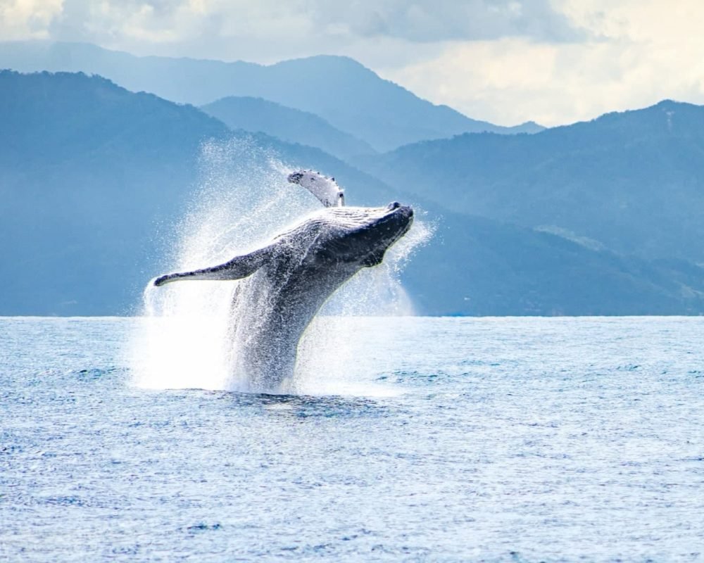 Catamaran-Whale-Watching-Puerto-Vallarta-2