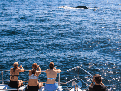 Catamaran-Whale-Watching-Puerto-Vallarta-3