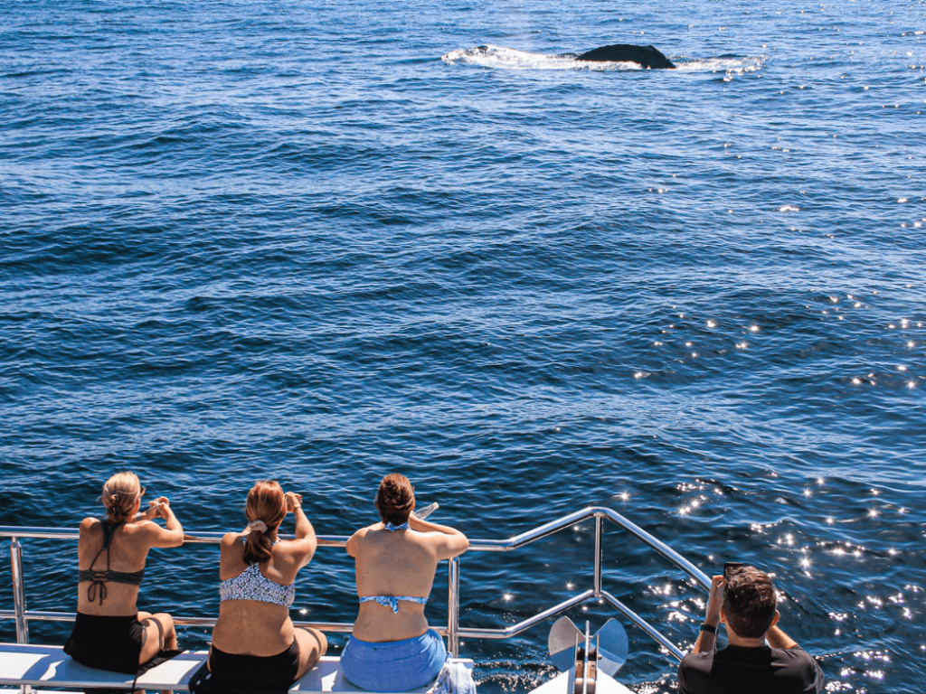 Catamaran-Whale-Watching-Puerto-Vallarta-3