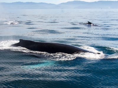 Catamaran-Whale-Watching-Puerto-Vallarta-4
