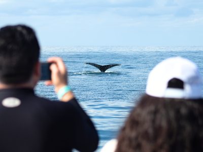 Catamaran-Whale-Watching-Puerto-Vallarta-5