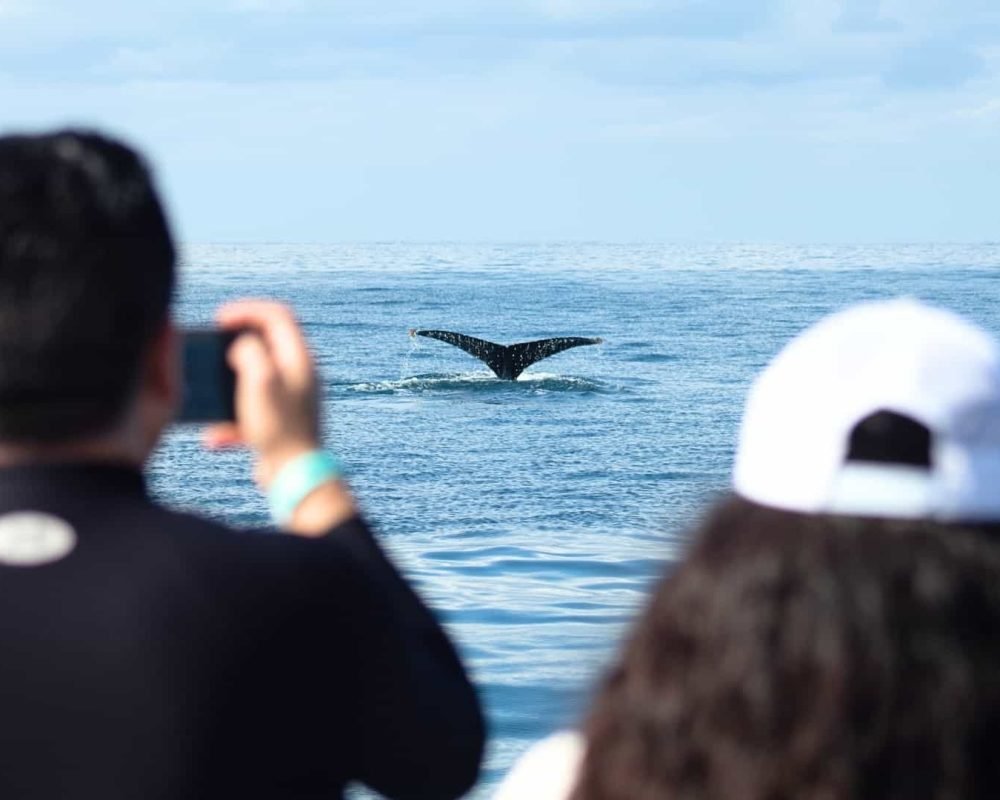 Catamaran-Whale-Watching-Puerto-Vallarta-5