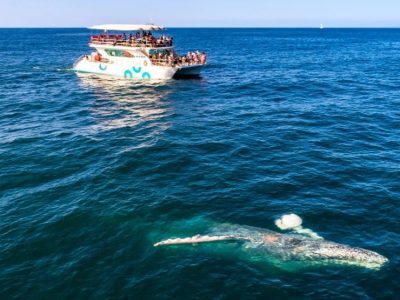 Catamaran-Whale-Watching-Puerto-Vallarta