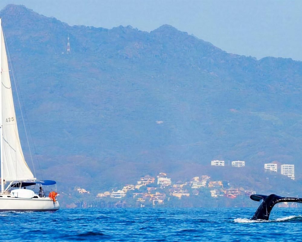 Puerto-Vallarta-Whale-Watching-Sailboat-Tour