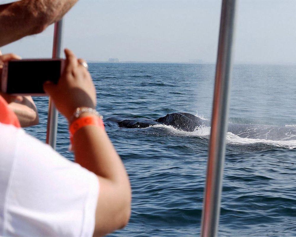 Puerto Vallarta Whale Watching Speedboat Tour