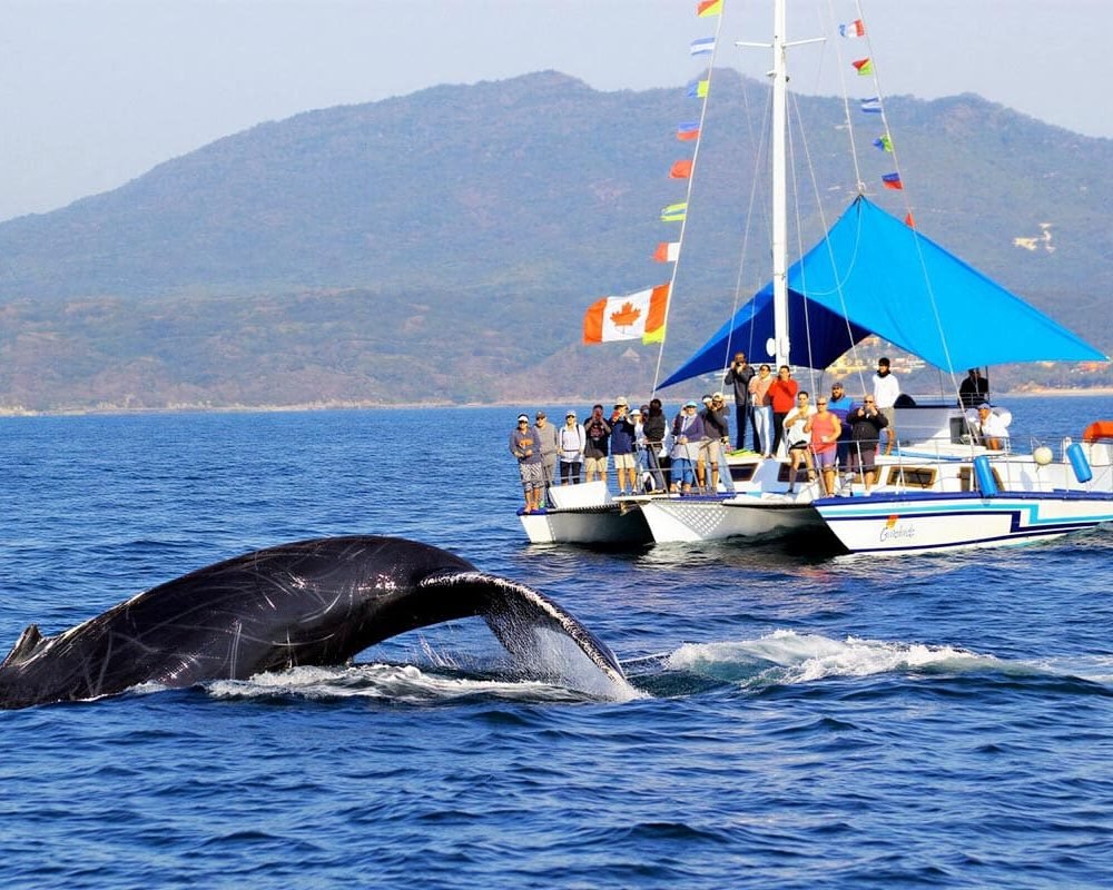 Puerto-Vallarta-Whale-Watching-Trimaran-Tour