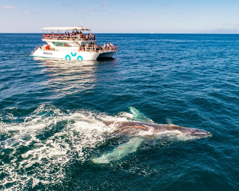 Puerto-Vallarta-Whale-Watching-catamaran-Tour