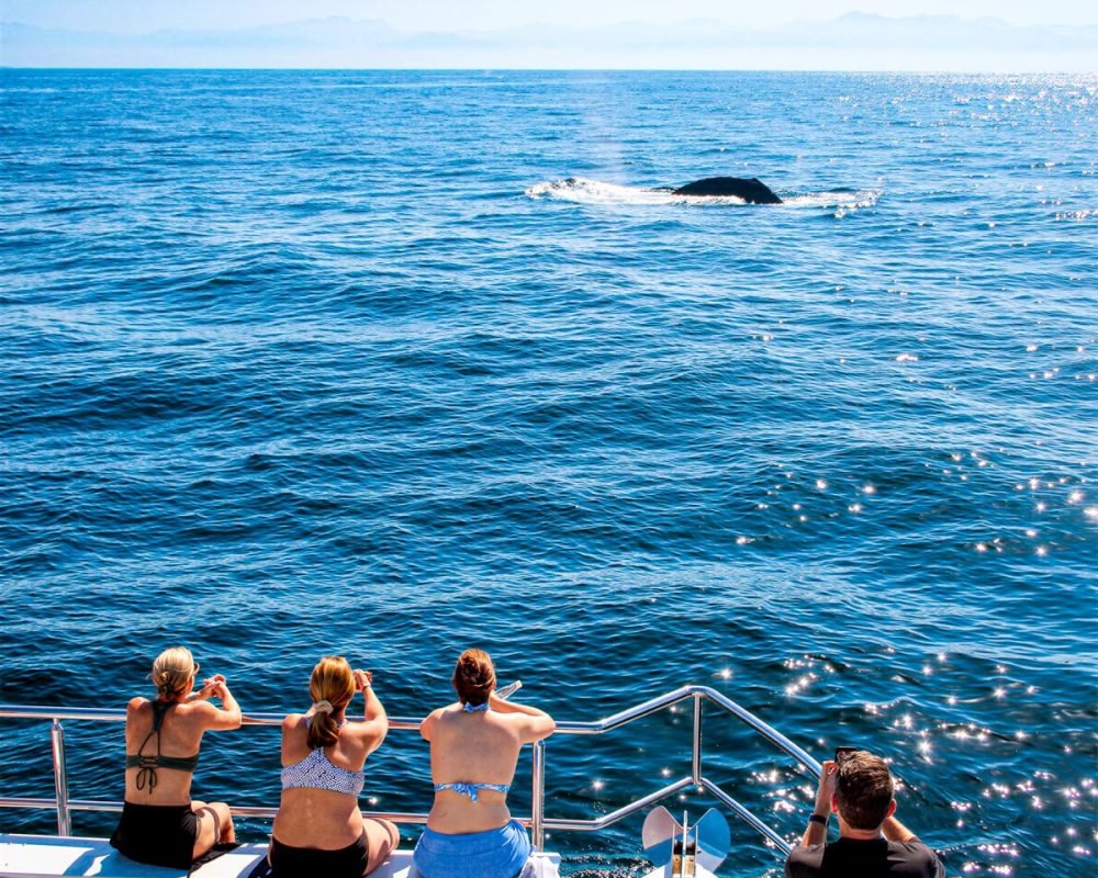 Puerto-Vallarta-whale-watching-in-a-catamaran