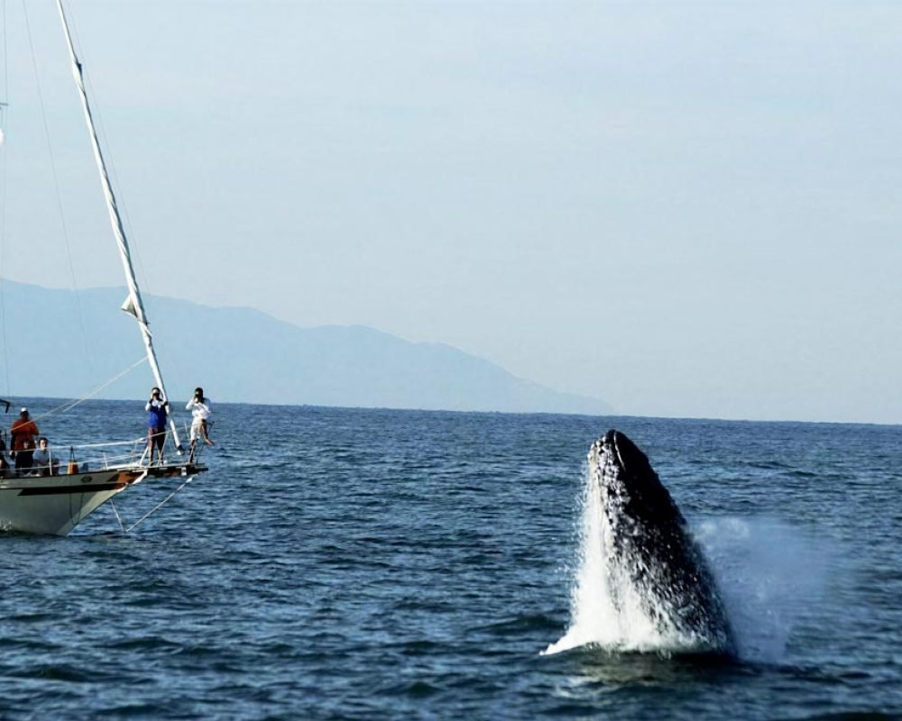 Puerto-Vallarta-whale-watching-in-a-sailboat