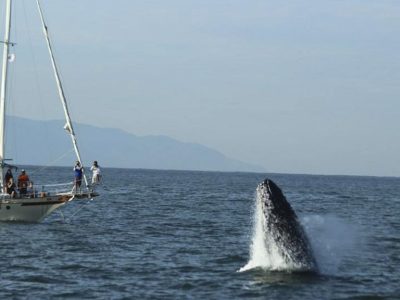 Sailboat-Whale-Watching-Puerto-Vallarta-2