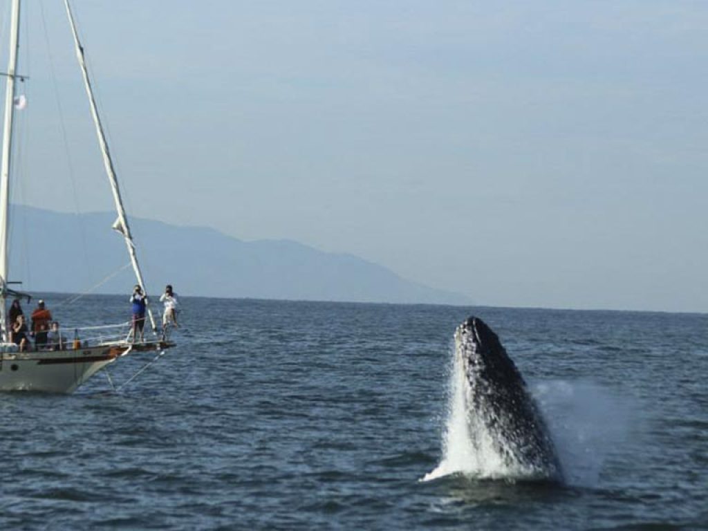 Sailboat-Whale-Watching-Puerto-Vallarta-2