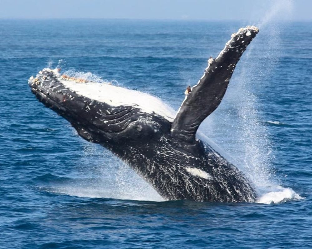 Sailboat-Whale-Watching-Puerto-Vallarta-6