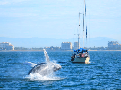 Sailboat-Whale-Watching-Puerto-Vallarta