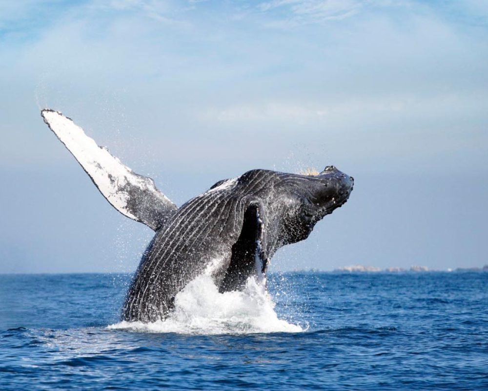 Speedboat-Whale-Watching-Puerto-Vallarta-3