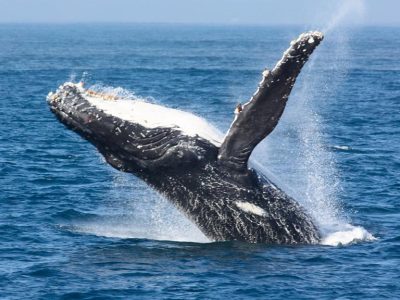 Speedboat-Whale-Watching-Puerto-Vallarta-4