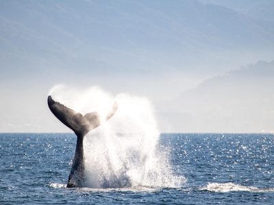 Speedboat-Whale-Watching-Puerto-Vallarta-5