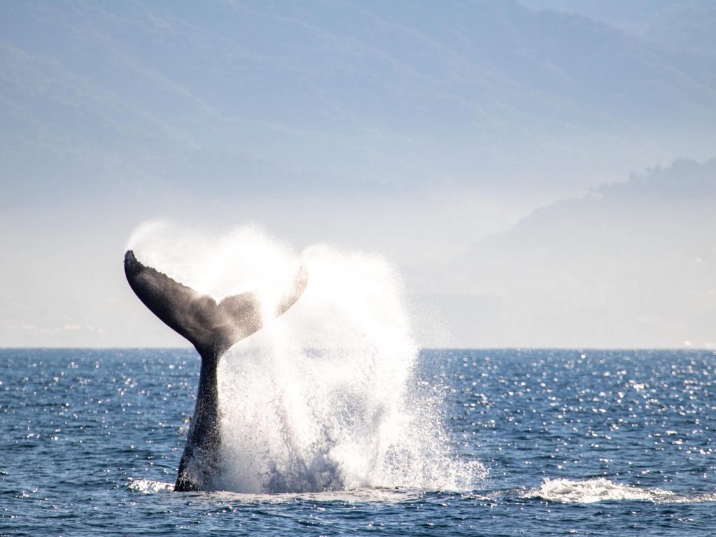 Speedboat-Whale-Watching-Puerto-Vallarta-5