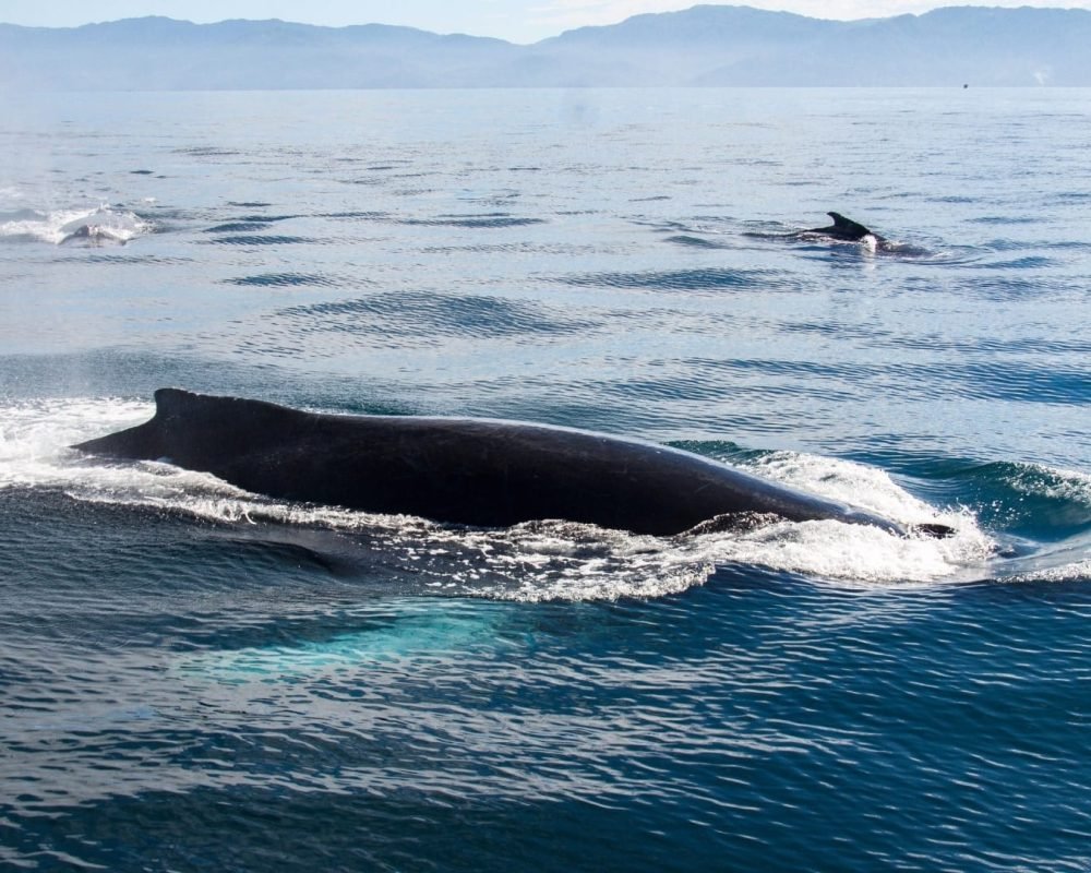Trimaran-Whale-Watching-Puerto-Vallarta-3