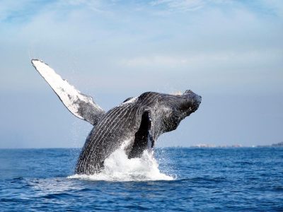 Trimaran-Whale-Watching-Puerto-Vallarta-4