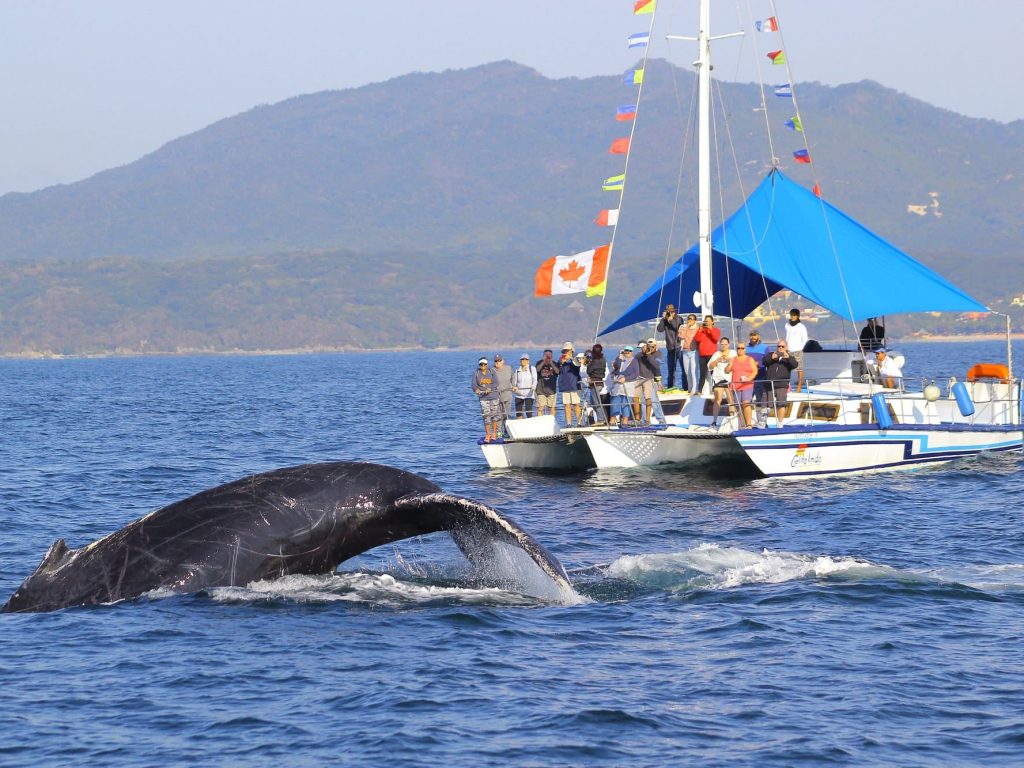 Trimaran-Whale-Watching-Puerto-Vallarta