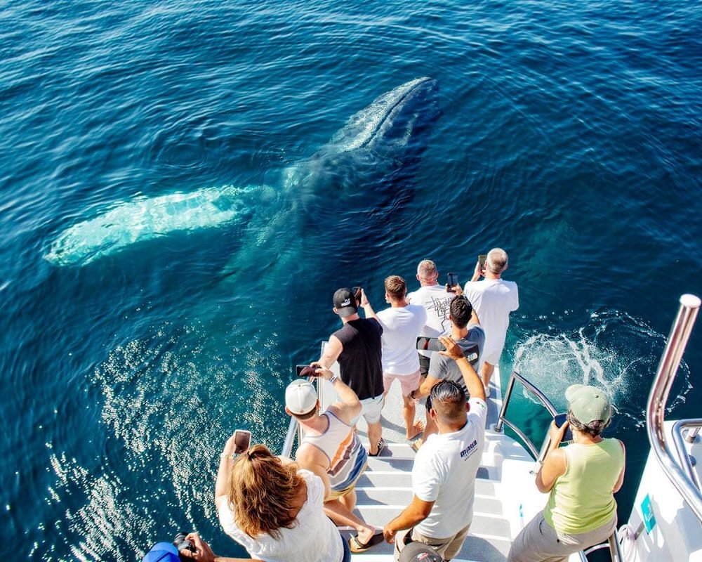 Whale-watching-tours-in-Puerto-Vallarta-in-a-catamaran