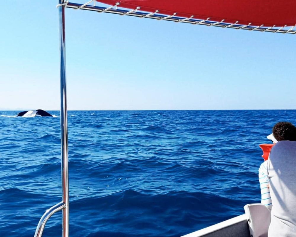 Whale watching tours in Puerto Vallarta in a speedboat