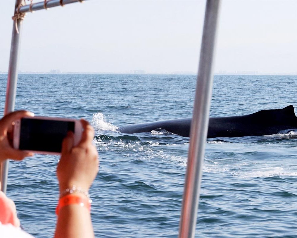 avistamiento de ballenas en puerto vallarta desde lancha rápida