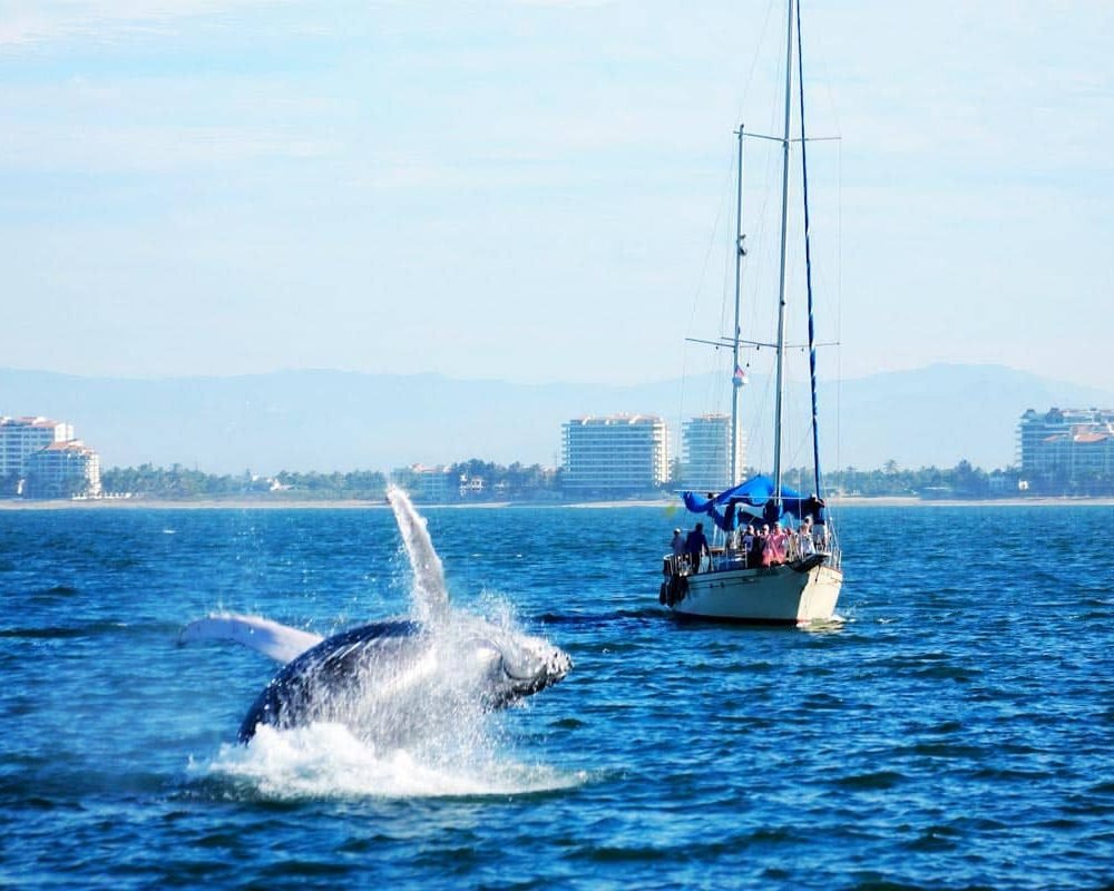 avistamiento-de-ballenas-en-puerto-vallarta-en-velero