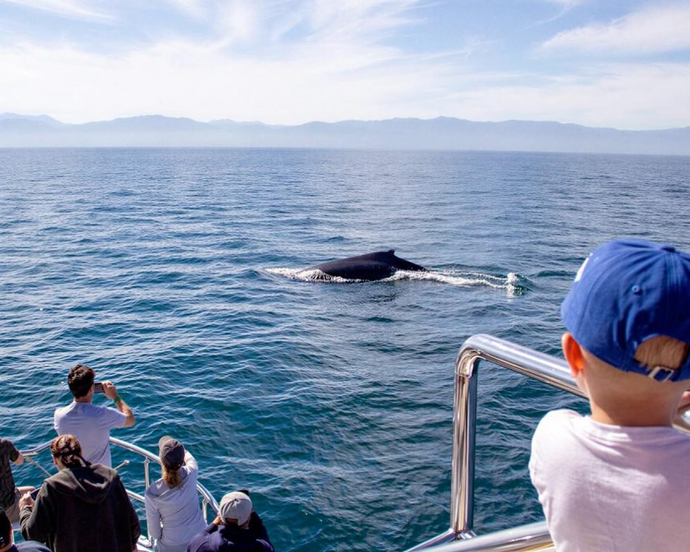 tour-avistamiento-de-ballenas-en-puerto-vallarta-en-catamaran