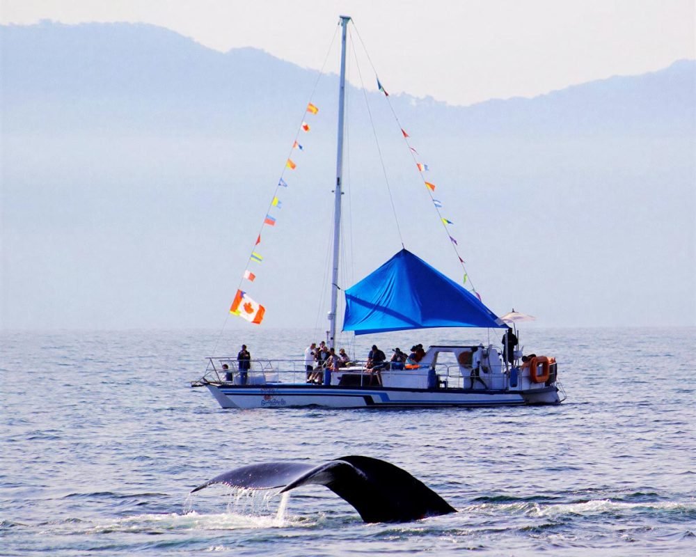 tour-avistamiento-de-ballenas-en-puerto-vallarta-en-trimaran
