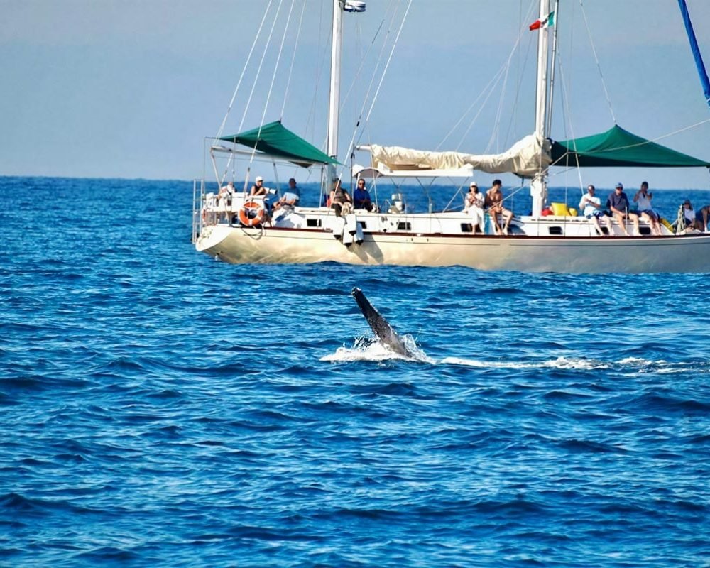 tour-de-ballenas-en-puerto-vallarta-en-velero